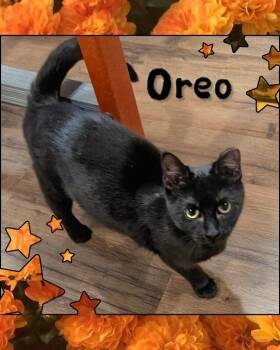 Domestic Short Hair Cats Available for Adoption in Grovetown, Georgia - Oreo | PetCurious