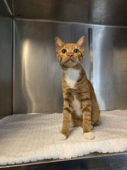 Tomac -  Domestic Short Hair Cat for Adoption in Umatilla, Florida - Tomac | PetCurious