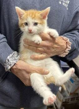 Socky -  Domestic Medium Hair Cat Available for Adoption in Apollo, Pennsylvania - Socky | PetCurious