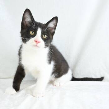 Rescue Domestic Medium Hair Cats for Adoption in Mobile, Alabama - Axel | PetCurious