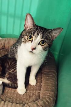 Rescue Domestic Short Hair Cats for Adoption in Peace River, Alberta - Matcha | PetCurious