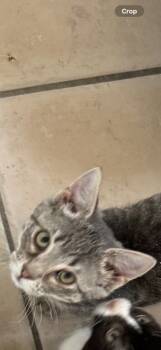 Rescue Domestic Short Hair Cats for Adoption in Grand Junction, Colorado - Baby Nado | PetCurious