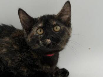 Brooklyn -  Domestic Short Hair Cat for Adoption in Portland, Oregon - Brooklyn | PetCurious
