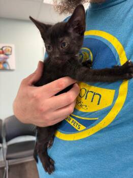 Domestic Short Hair Cats Available for Adoption in Auburn, Indiana - Scott | PetCurious