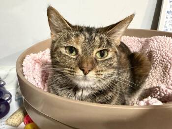Blaze -  Domestic Short Hair Cat for Adoption in Powell, Ohio - Blaze | PetCurious