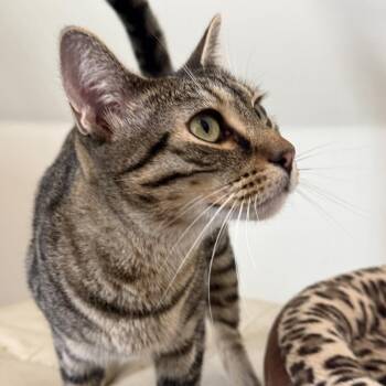 Aria -  Domestic Short Hair Cat for Adoption in Los Angeles, California - Aria | PetCurious