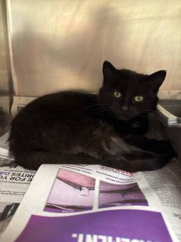 Domestic Short Hair Cats Available for Adoption - Bella | PetCurious