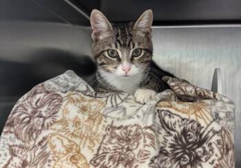 PINKY -  Domestic Medium Hair Cat for Adoption in Palo Alto, California - PINKY | PetCurious