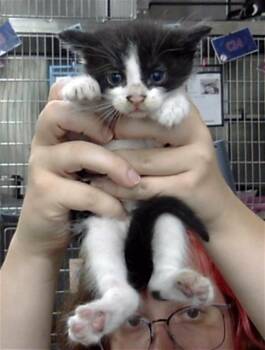 A186963 -  Domestic Short Hair Cat for Adoption in Pasadena, Texas - A186963 | PetCurious