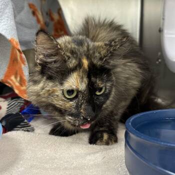 Nikki -  Domestic Medium Hair Cat for Adoption in Grand Rapids, Michigan - Nikki | PetCurious