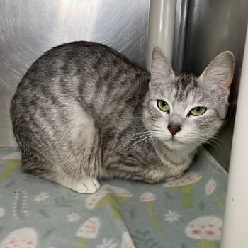 Domestic Short Hair Cats Available for Adoption in Roanoke, Virginia - Indie | PetCurious