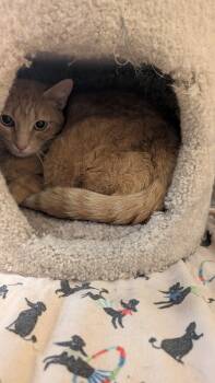 Tigress -  Domestic Short Hair Cat for Adoption in Missoula, Montana - Tigress | PetCurious