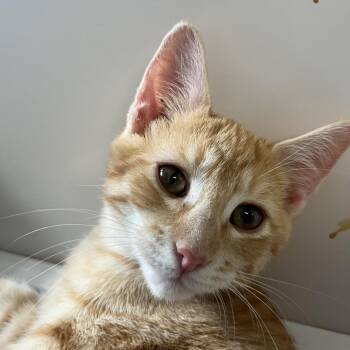 Nala -  Domestic Short Hair Cat for Adoption in Ruckersville, Virginia - Nala | PetCurious