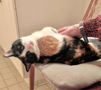 Calico and Domestic Short Hair Cats Available for Adoption - Brie (bonded With Merlot) | PetCurious