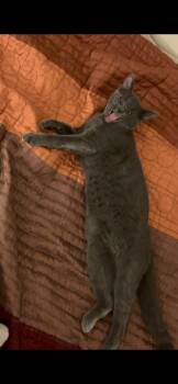 Madison -  Russian Blue Cat for Adoption in Tustin, California - Madison | PetCurious