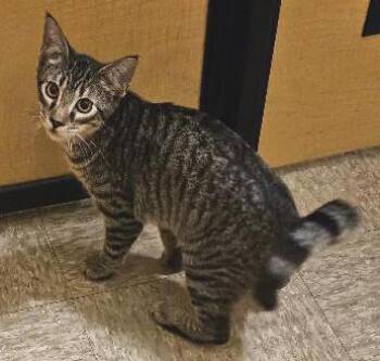 Guster -  Tabby Cat for Adoption in Tulsa, Oklahoma - Guster | PetCurious