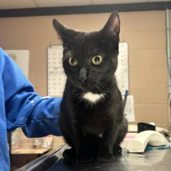 Domestic Short Hair Cats Available for Adoption - Diamond | PetCurious