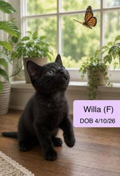 Willa -  Domestic Short Hair Cat for Adoption in Vacaville, California - Willa | PetCurious