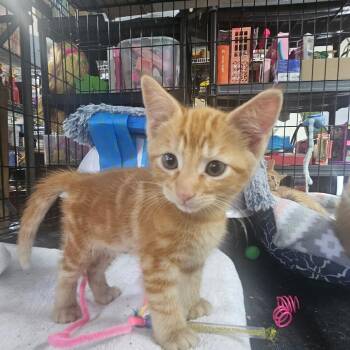 Frosty -  Domestic Short Hair Cat for Adoption in Newport, North Carolina - Frosty | PetCurious
