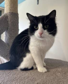 Screech -  Domestic Medium Hair Cat for Adoption in Arlington, Vermont - Screech | PetCurious