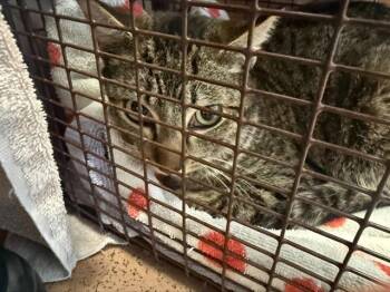 Domestic Short Hair Cats Available for Adoption - DONAL | PetCurious