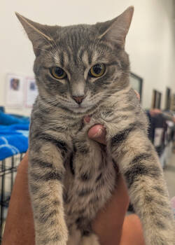 Rescue Domestic Short Hair Cats for Adoption in Lancaster, California - Trixie | PetCurious