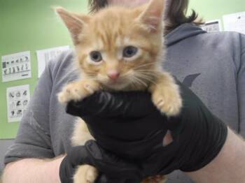 PINA COLADA -  Domestic Short Hair Cat for Adoption in Omaha, Nebraska - PINA COLADA | PetCurious