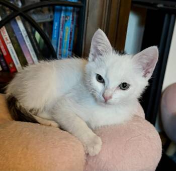 Smudge -  Domestic Short Hair Cat for Adoption in Pocatello, Idaho - Smudge | PetCurious