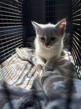 Mercury -  Domestic Medium Hair Cat for Adoption in Providence Forge, Virginia - Mercury | PetCurious