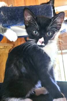 Rescue Domestic Short Hair Cats for Adoption in Tillamook, Oregon - Sapote | PetCurious