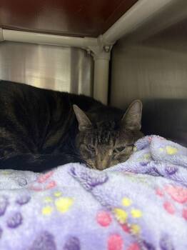 Gregory -  Domestic Short Hair Cat for Adoption in Bowling Green, Ohio - Gregory | PetCurious