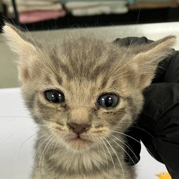 Winnie -  Domestic Short Hair Cat for Adoption in Las Cruces, New Mexico - Winnie | PetCurious