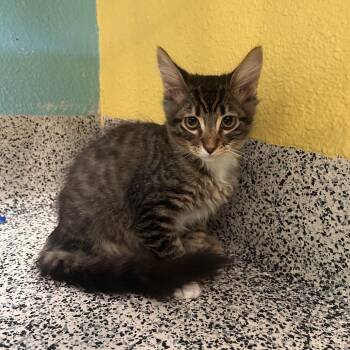 Alex -  Domestic Short Hair Cat for Adoption in Fresno, California - Alex | PetCurious