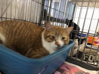 Domestic Short Hair Cats Available for Adoption - Lewis | PetCurious