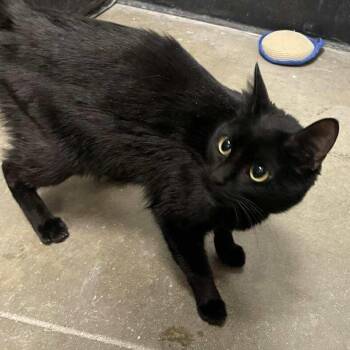 Bombay and Domestic Short Hair Cats Available for Adoption - Clatty @ Livonia PetSmart | PetCurious