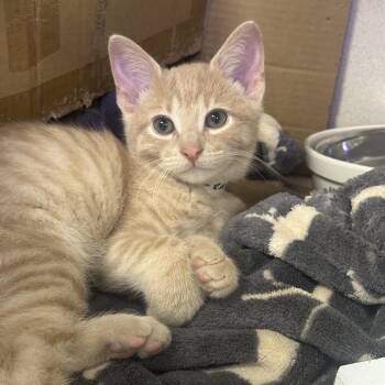 Leaf -  Domestic Short Hair Cat for Adoption in New York, New York - Leaf | PetCurious