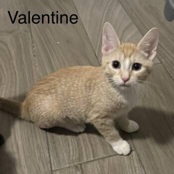 Valentine -  Domestic Short Hair Cat for Adoption in Houston, Texas - Valentine | PetCurious