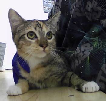 Rescue Domestic Short Hair Cats for Adoption in Dayton, Minnesota - Sarabi | PetCurious