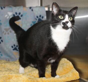 Domestic Short Hair and Tuxedo Cats Available for Adoption - Cookie - 43409 | PetCurious