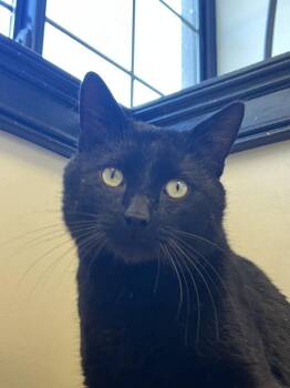 Bill Murray -  Domestic Short Hair Cat for Adoption in St. Peters, Missouri - Bill Murray | PetCurious