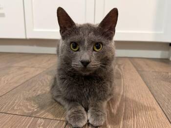 Miles -  Domestic Short Hair Cat for Adoption in Powell, Ohio - Miles | PetCurious