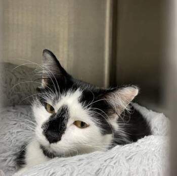 Ivy -  Domestic Medium Hair Cat for Adoption in Attleboro, Massachusetts - Ivy | PetCurious