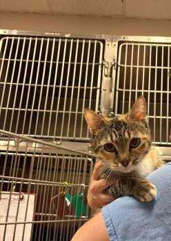 Domestic Short Hair Cats Available for Adoption in Ocala, Florida - Fancy Nancy | PetCurious