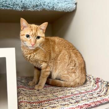 Domestic Short Hair Cats Available for Adoption in Quincy, Illinois - Pumpkin | PetCurious