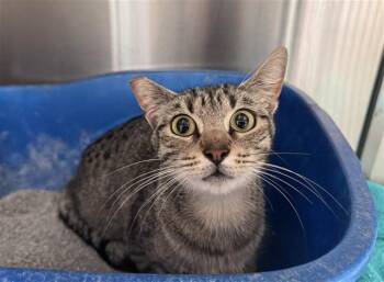 MARICE -  Domestic Short Hair Cat for Adoption in Santa Monica, California - MARICE | PetCurious