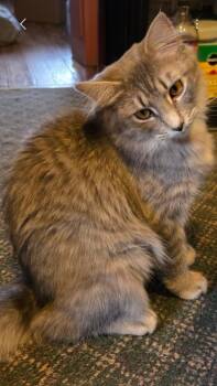 Domestic Short Hair Cats Available for Adoption - Spooky Q | PetCurious