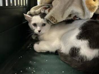 Catalina Goby -  Domestic Short Hair Cat for Adoption in Gwinn, Michigan - Catalina Goby | PetCurious