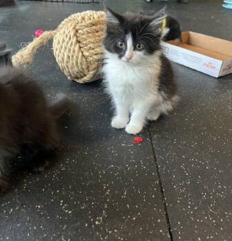 Cheesecake -  Domestic Short Hair Cat for Adoption in Kenosha, Wisconsin - Cheesecake | PetCurious