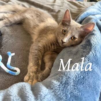 Mala -  Domestic Short Hair Cat for Adoption in Prosper, Texas - Mala | PetCurious