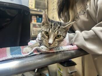 Rescue Domestic Short Hair Cats for Adoption in Raleigh, North Carolina - MISSY | PetCurious